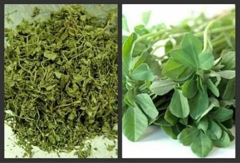 تصویر 1 از خرید عمده شنبلیله خشک جعبه‌ای بالسی – کیفیت صادراتی تضمینی